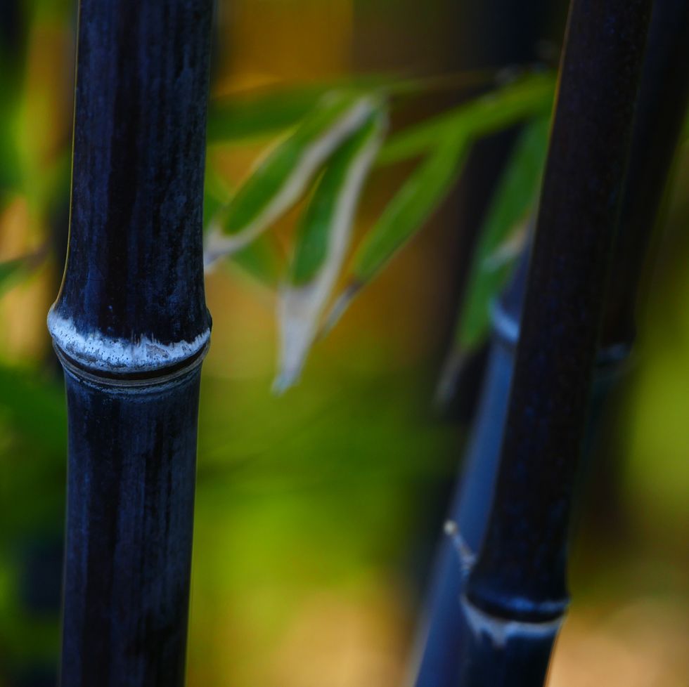 tropical plants, black bamboo