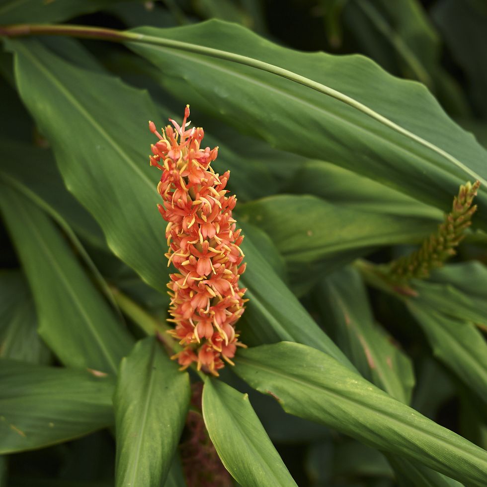 tropical plants, ginger lily