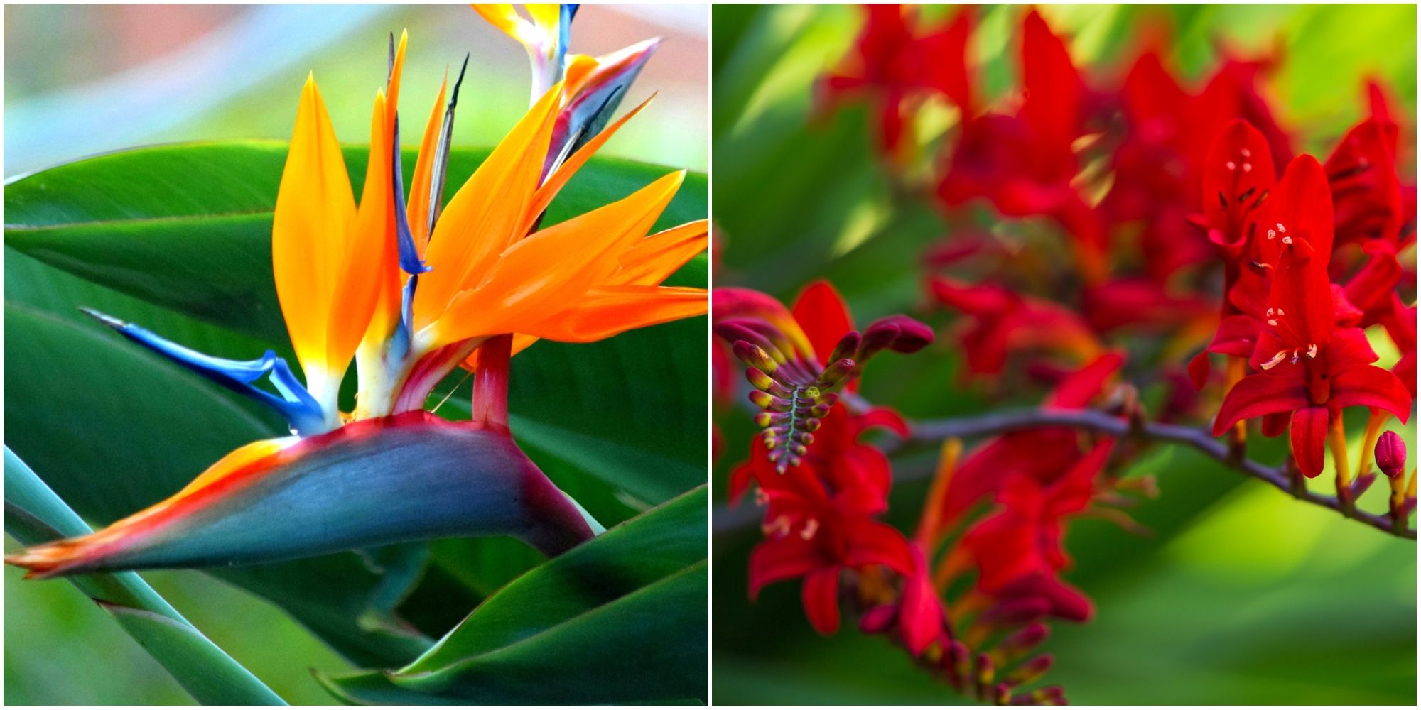 19 Tropical Plants You Can Grow In The Uk