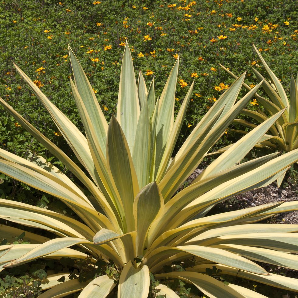 tropical plants, yucca gloriosa