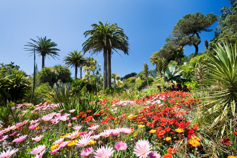 tropical vegetation in the abbey gardens on tresco