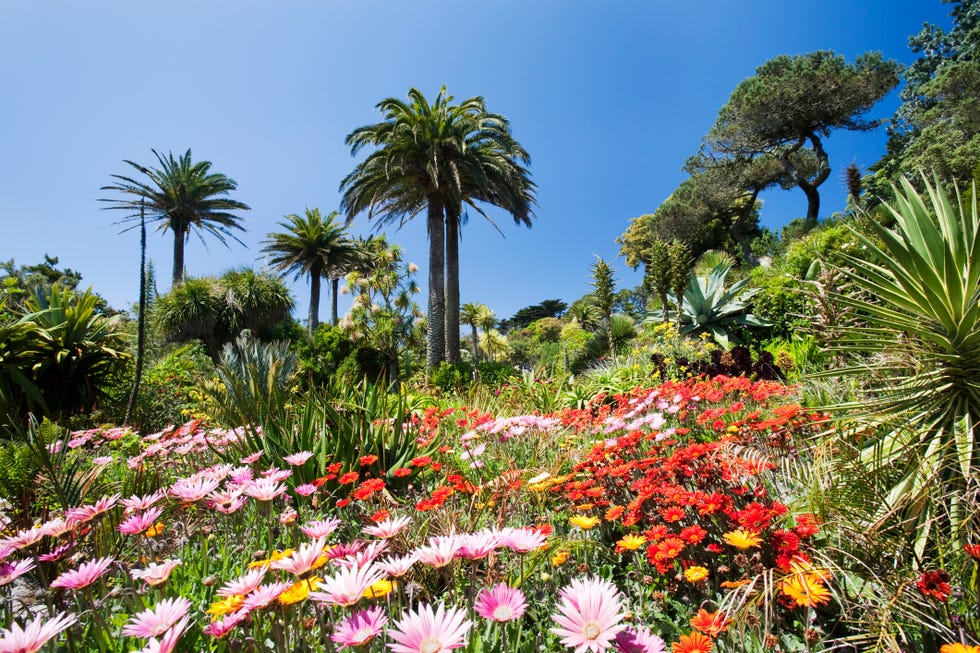 Tropical vegetation in the Abbey Gardens on Tresco, one of the Isles of Scilly, off southwest Cornwall, UK