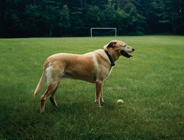 Trout, the dog