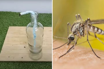 un truco casero viral para eliminar los mosquitos con papel higiénico y pasta de dientes