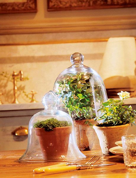 Flowerpot, Plant, Herb, Still life, Houseplant, Glass, Flower, Floral design, 