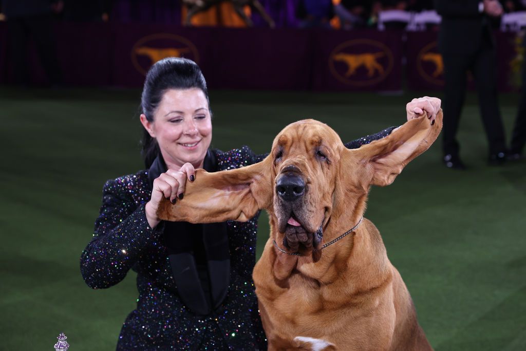 can you bring your dog to the westminster dog show