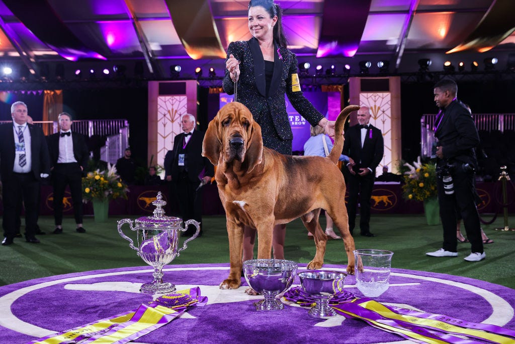 what dog was best in show today