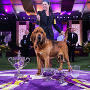 a bloodhound wins best in show at 2022 westminster dog show