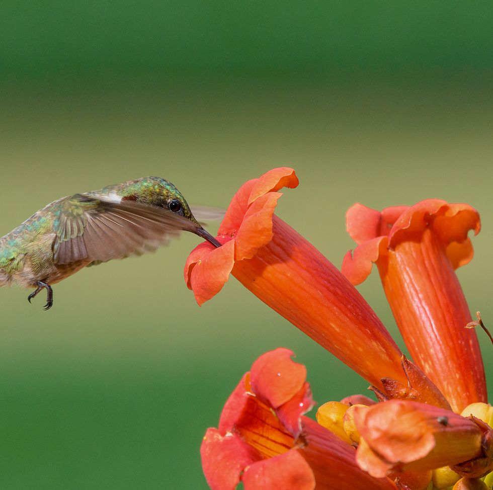 ruby throated hummingbird feeding on a trumpet flower, a bright red orange tubular bloom hummingbird flowers