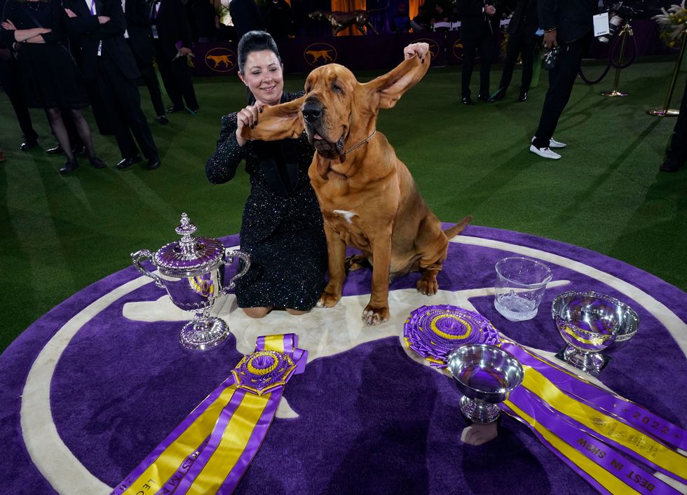 trumpet the bloodhound poses with breeder and handler heather buehner after winning best in show at the 146th westminster kennel club dog show