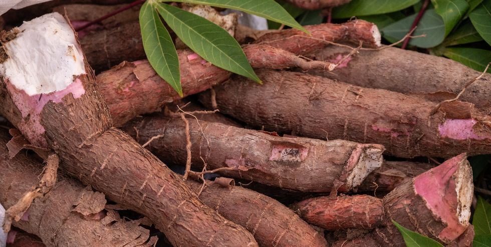 tuberous roots of cassava after harvested. cassava is a root vegetable that contains vitamin c and copper.