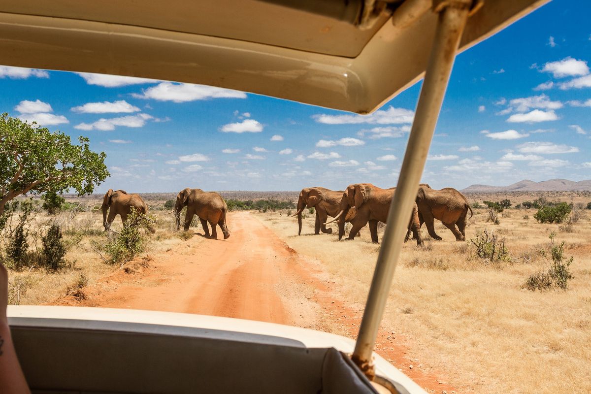 Overstekende olifanten in een wildpark in Kenia