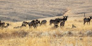 tule elk, wildlands conservancy, wind wolves preserve, kern county, california