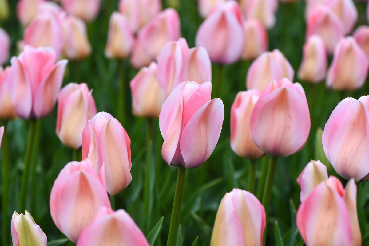 tulipanes de color rosa