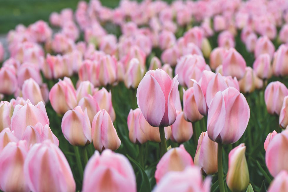 tulipanes rosa