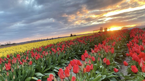 preview for 11 Facts Every Tulip Lover Should Know