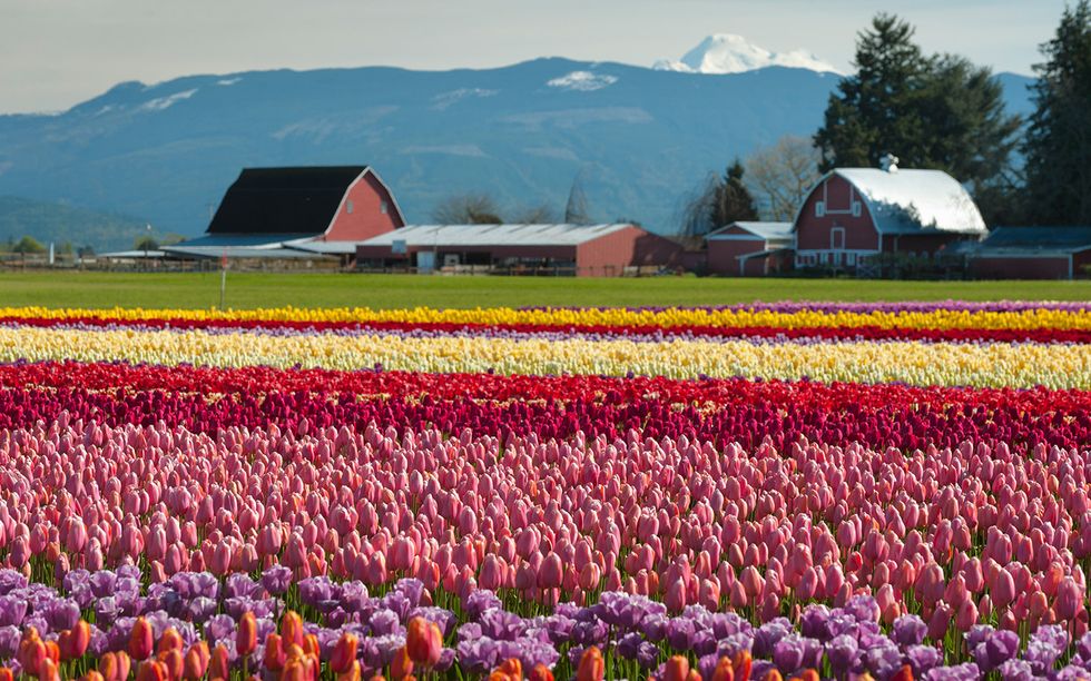 10 best tulip festivals in the us