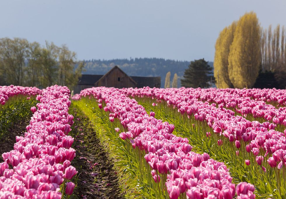 spring tulip festivals