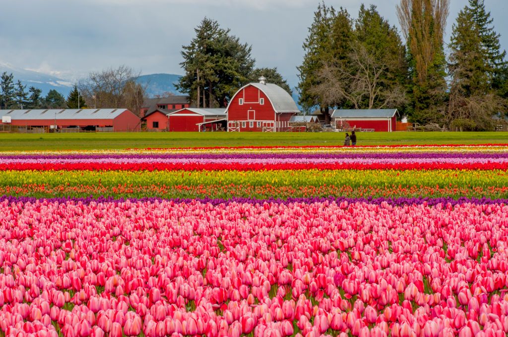 10 Best Tulip Festivals In The U S