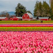 view of tulip fields in springtime in the skagit valley near mount vernon, washington state, usa with a barn in the background photo by wolfgang kaehleravalonuniversal images group via getty images