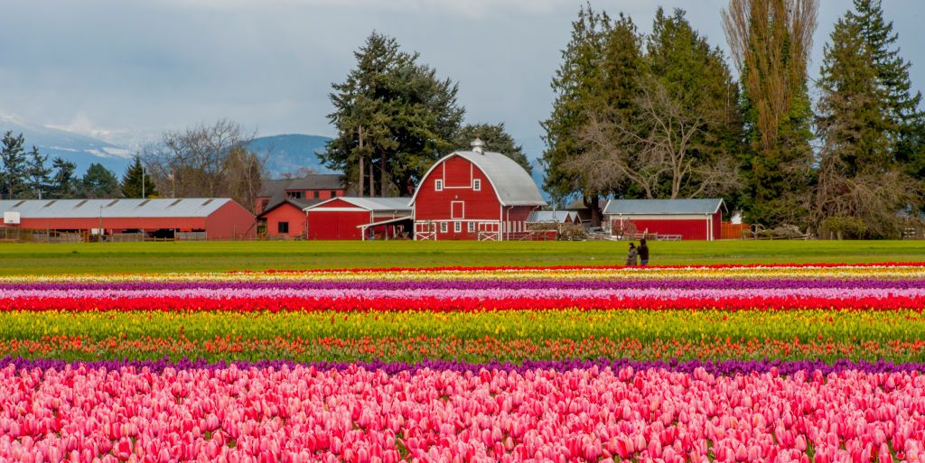 10 Best Tulip Festivals in the U.S.
