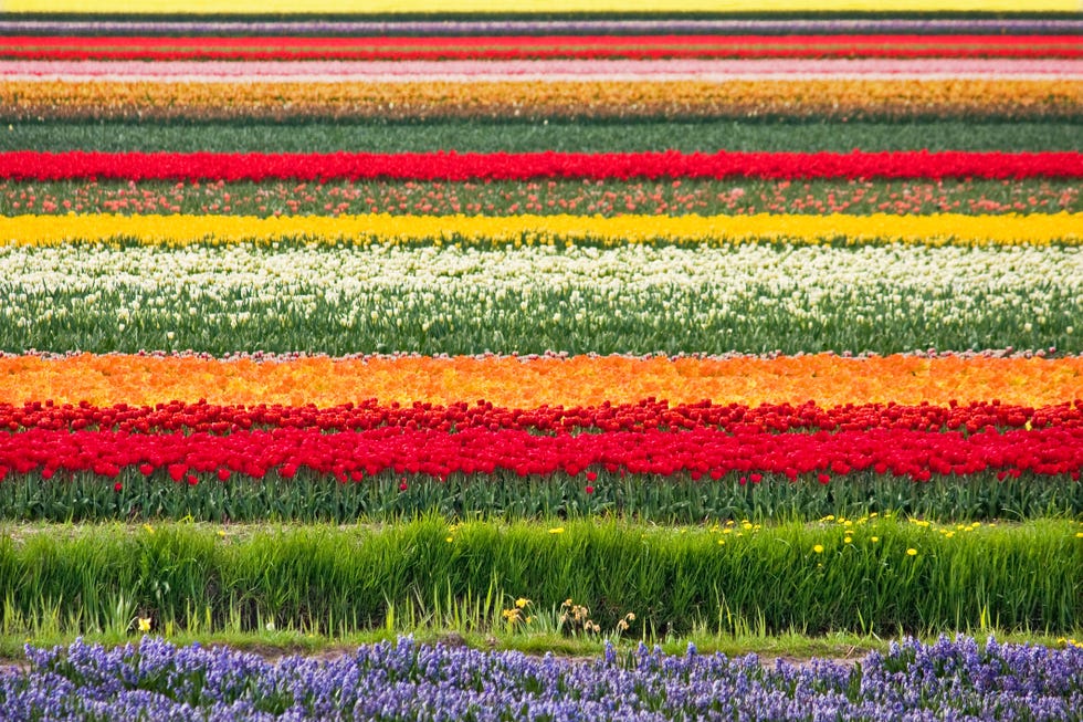 Tulip fields Netherlands