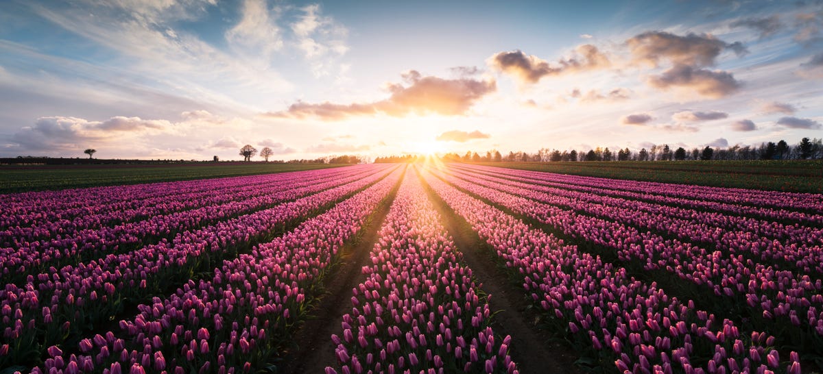 Fields of Flowers