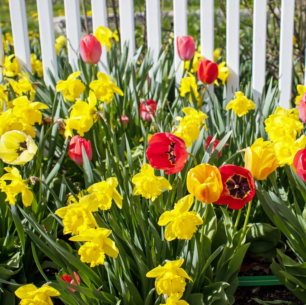 low maintenance front yard spring bulbs low maintenance front yard spring bulbs