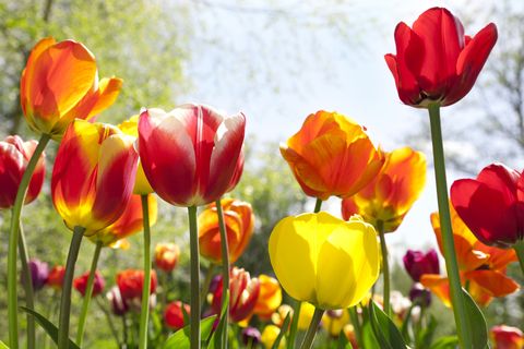 tulip tulipa gesneriana garden