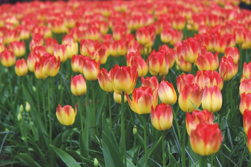 tulipanes bicolor