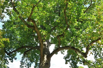 tulip tree liriodendron tulipifera