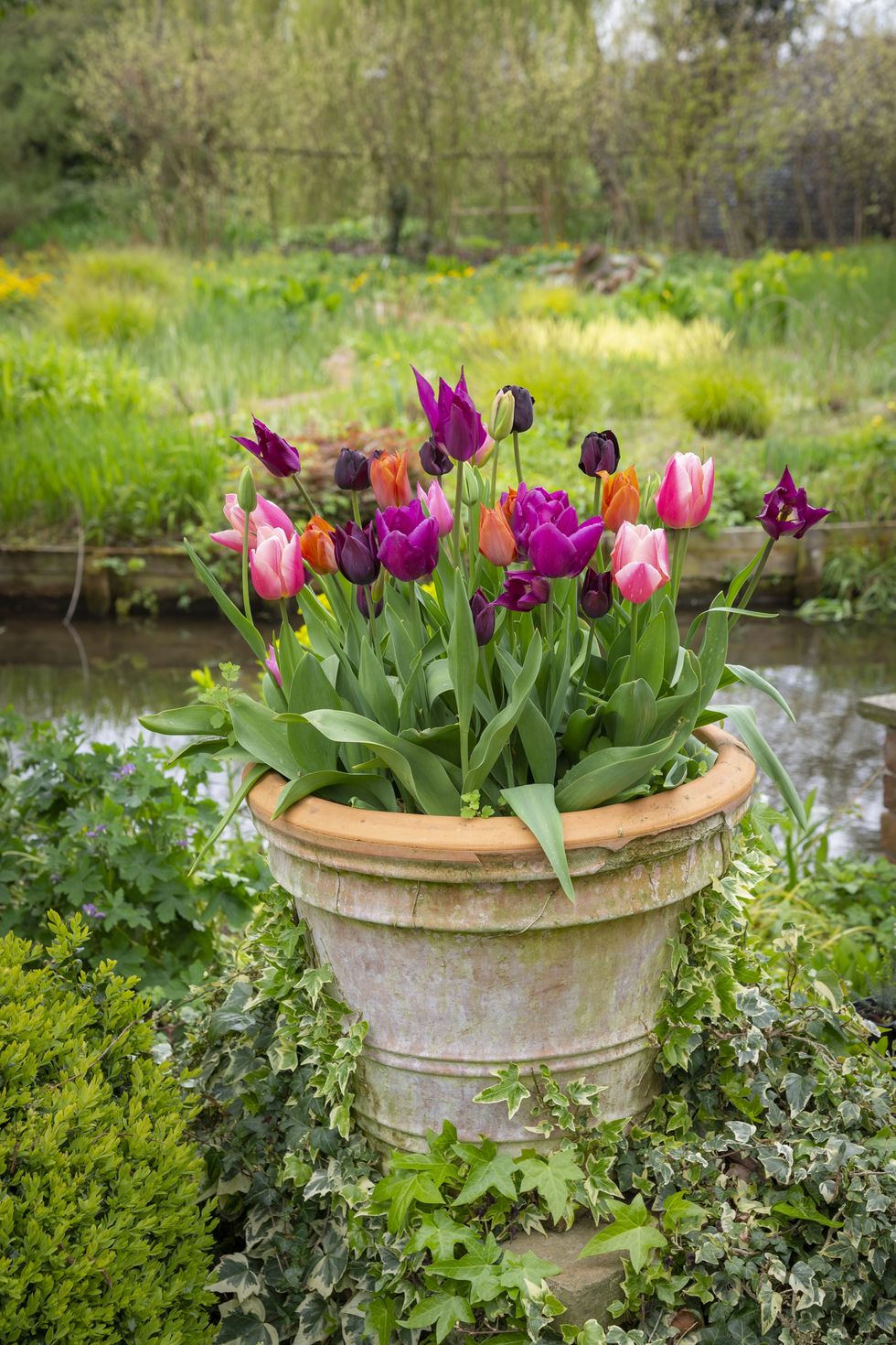 terracotta pot with a mixture of colourful tulips flowering in late april in an english garden
