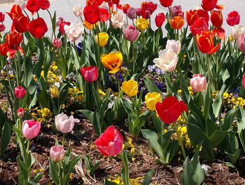 the author's tulips in full bloom in spring 2020