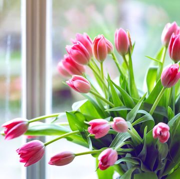 beautiful pink tulips in a vase on the windowsill near the window, netherlands,