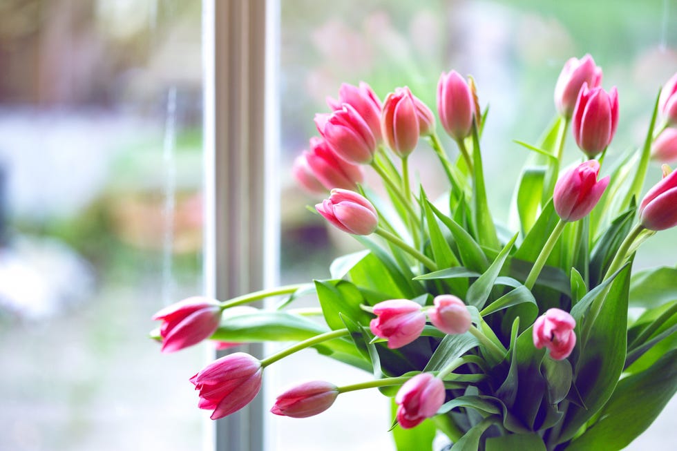 How To Stop Tulips Drooping - Tulips In A Vase, Tulip Flower