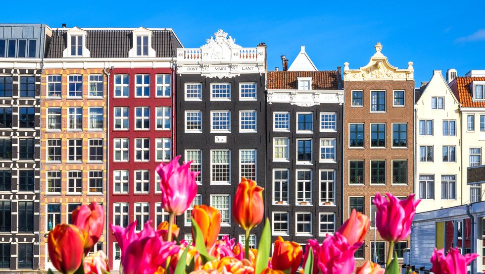 tulips and colorful houses in amsterdam
