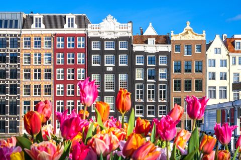 tulips and colorful houses in amsterdam