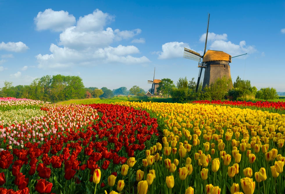 Tulip fields Netherlands