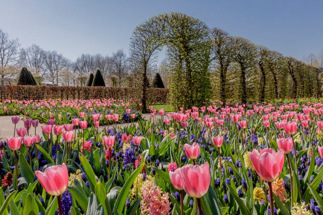 Keukenhof Gardens 2020