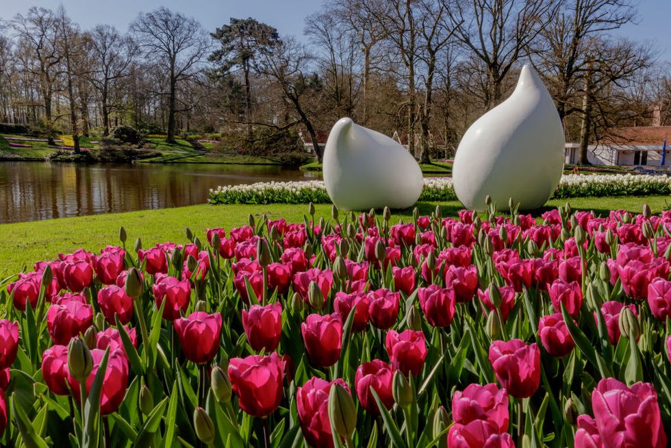 Keukenhof Flower And Tulip Garden In Bloom 2020