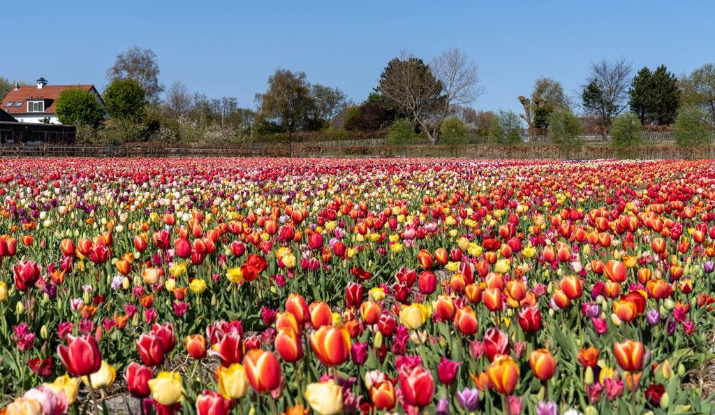 Farmers Are Writing Heartwarming Messages in Their Tulip Fields