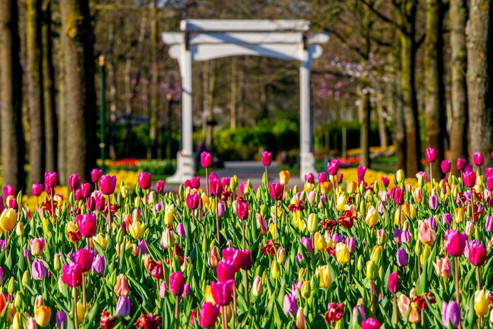 The Netherlands Extends Coronavirus Lockdown