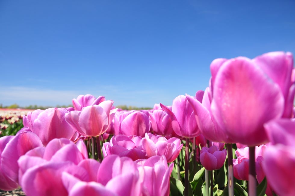 Tulip fields Netherlands