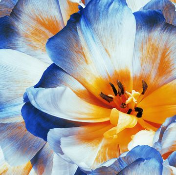 tulips flowers  blue