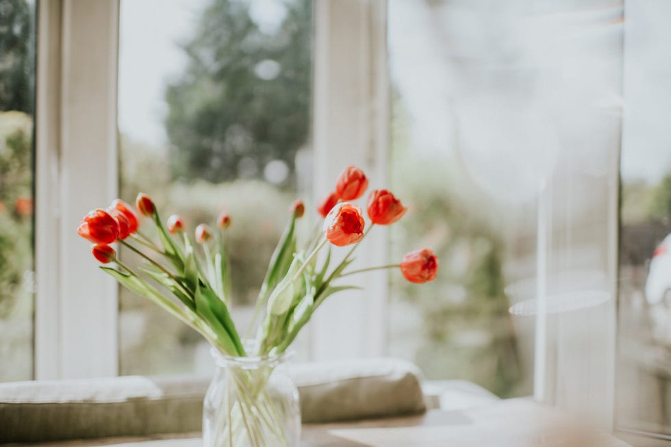 tulips in a vase