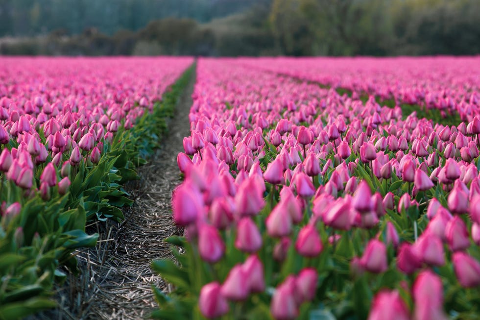 Tulip fields Netherlands