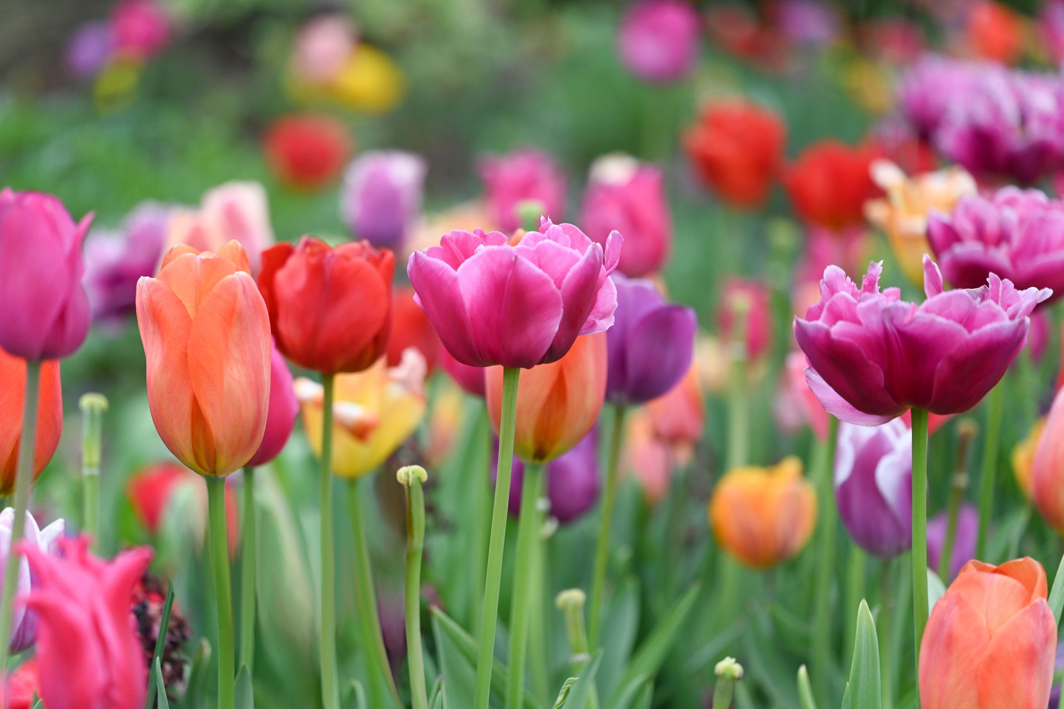 single spring flower