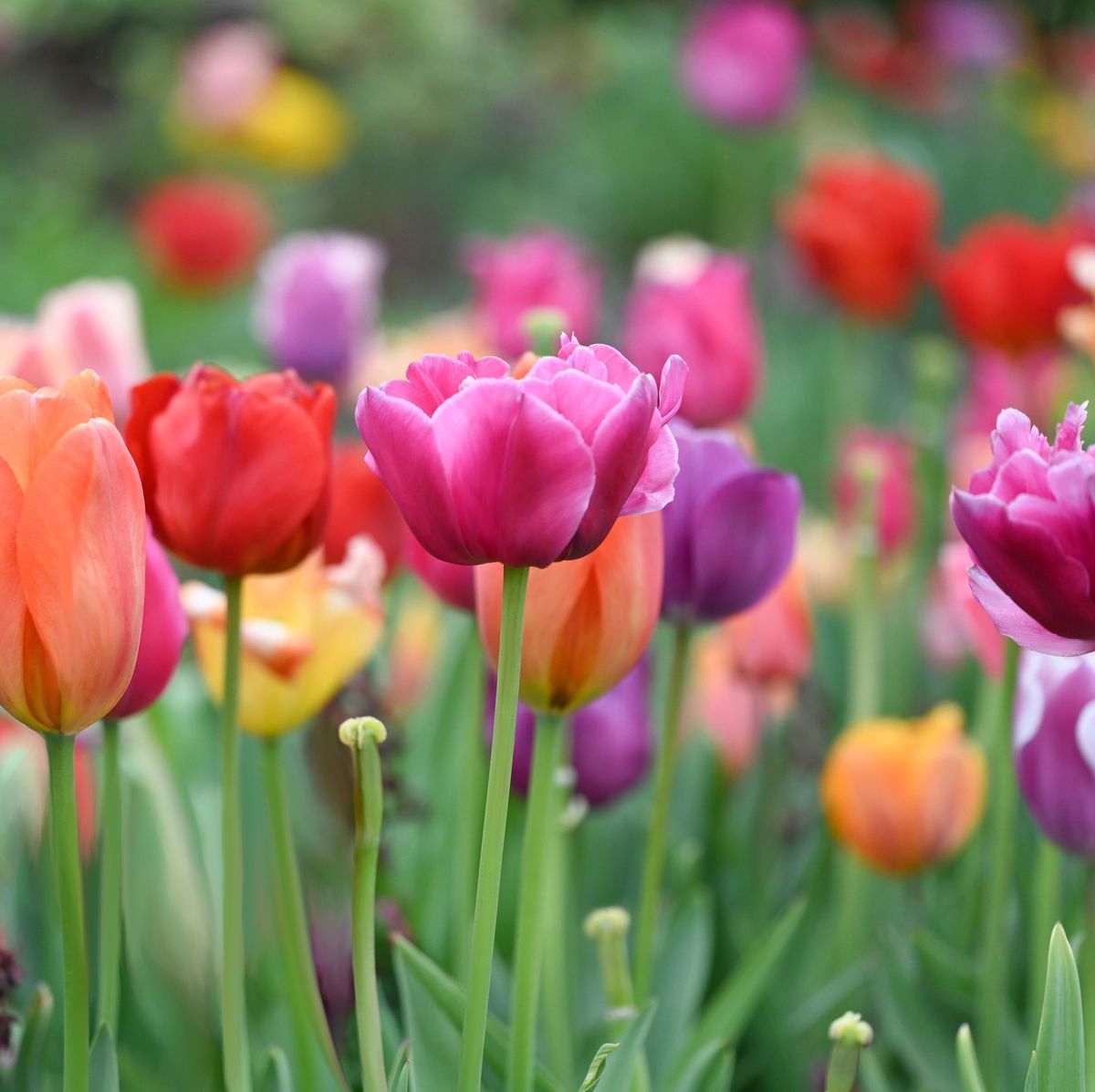 How to Plant Tulips - When to Plant Tulips