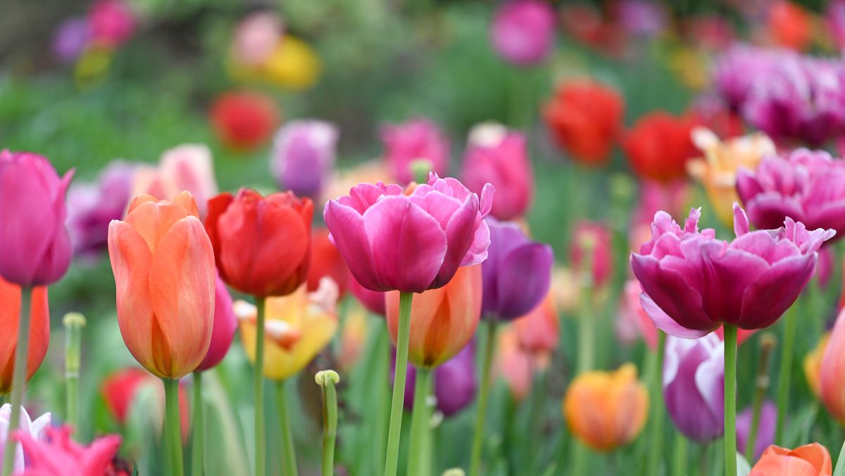 How to Plant Tulips - When to Plant Tulips