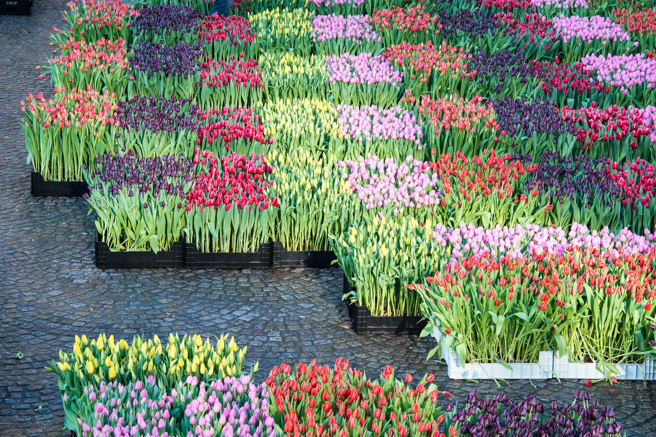 9 ways to experience Amsterdam’s tulips in 2025